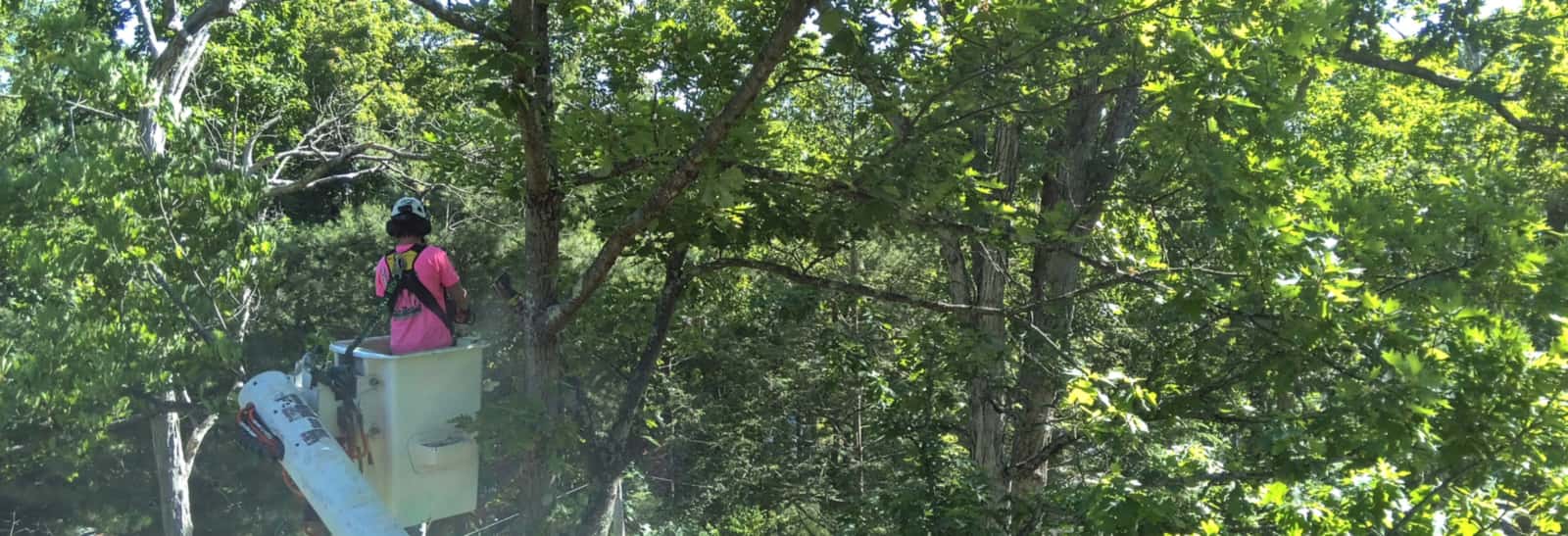 A GXB Precision Tree Care crew member working from a bucket truck up in the tree canopy in Dutchess County, NY