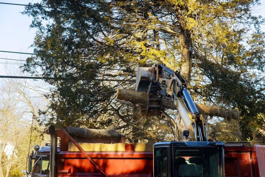 Loader arm placing tree trunk into truck during removal by GXB Precision Tree Care in Dutchess County, NY