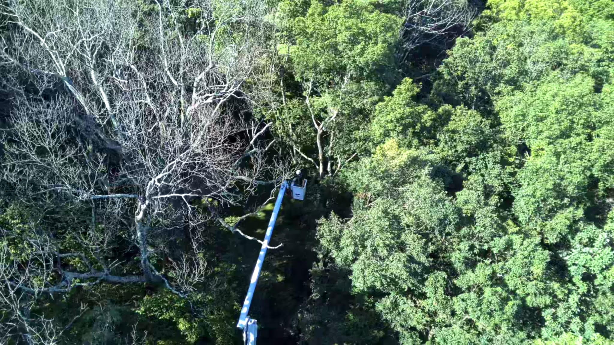 Aerial view of a GXB Precision Tree Care bucket truck reaching into the canopy to remove a large dead tree in Dutchess County, NY