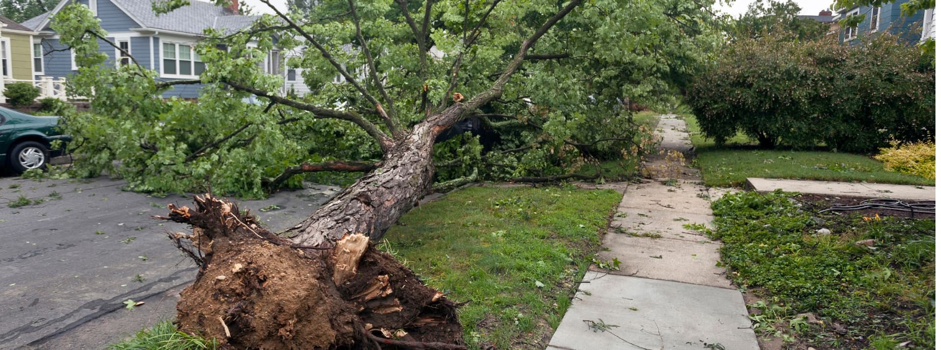 A large tree uprooted across a residential front lawn after a storm, root plate torn out of the ground beside the driveway