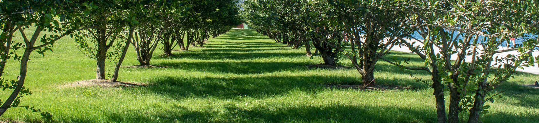 A mown grass avenue running between two even rows of mature planted trees