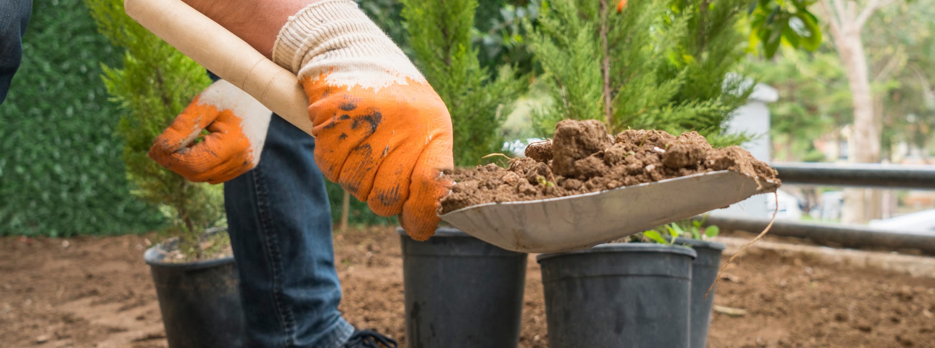 A gloved worker tipping a spade of soil beside potted young conifers waiting to be planted in prepared ground