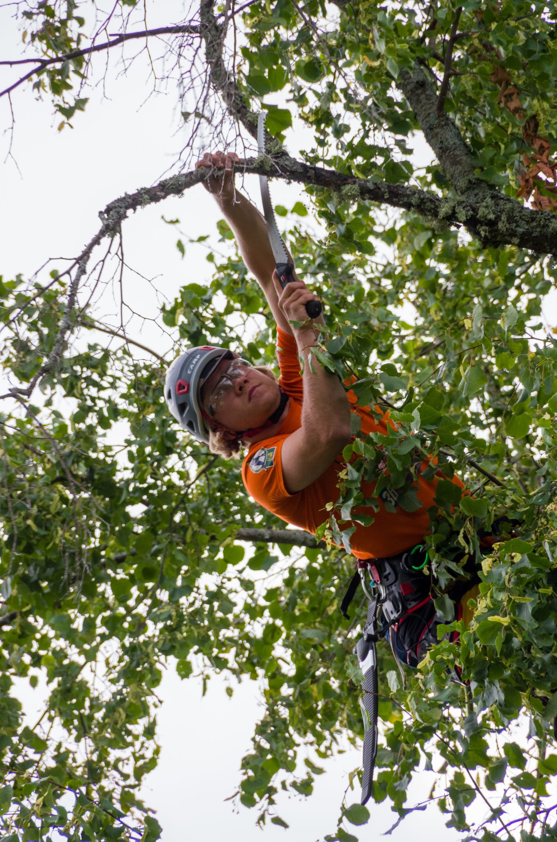 A climber in safety gear inspecting a tree