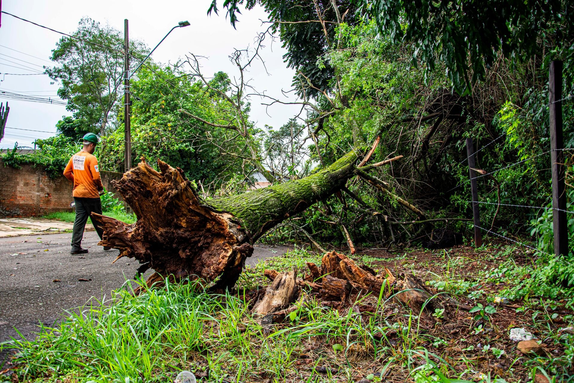 A fallen tree being cleared from a road after a storm