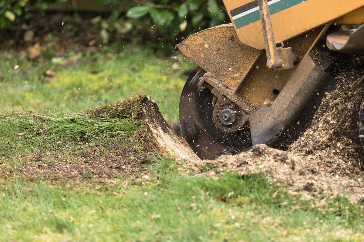 Stump grinding job in progress in Dutchess County, NY