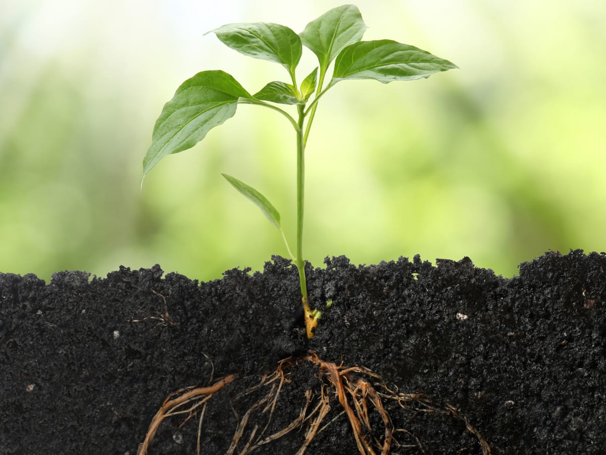 Rows of young trees planted in a landscape in Dutchess County, NY