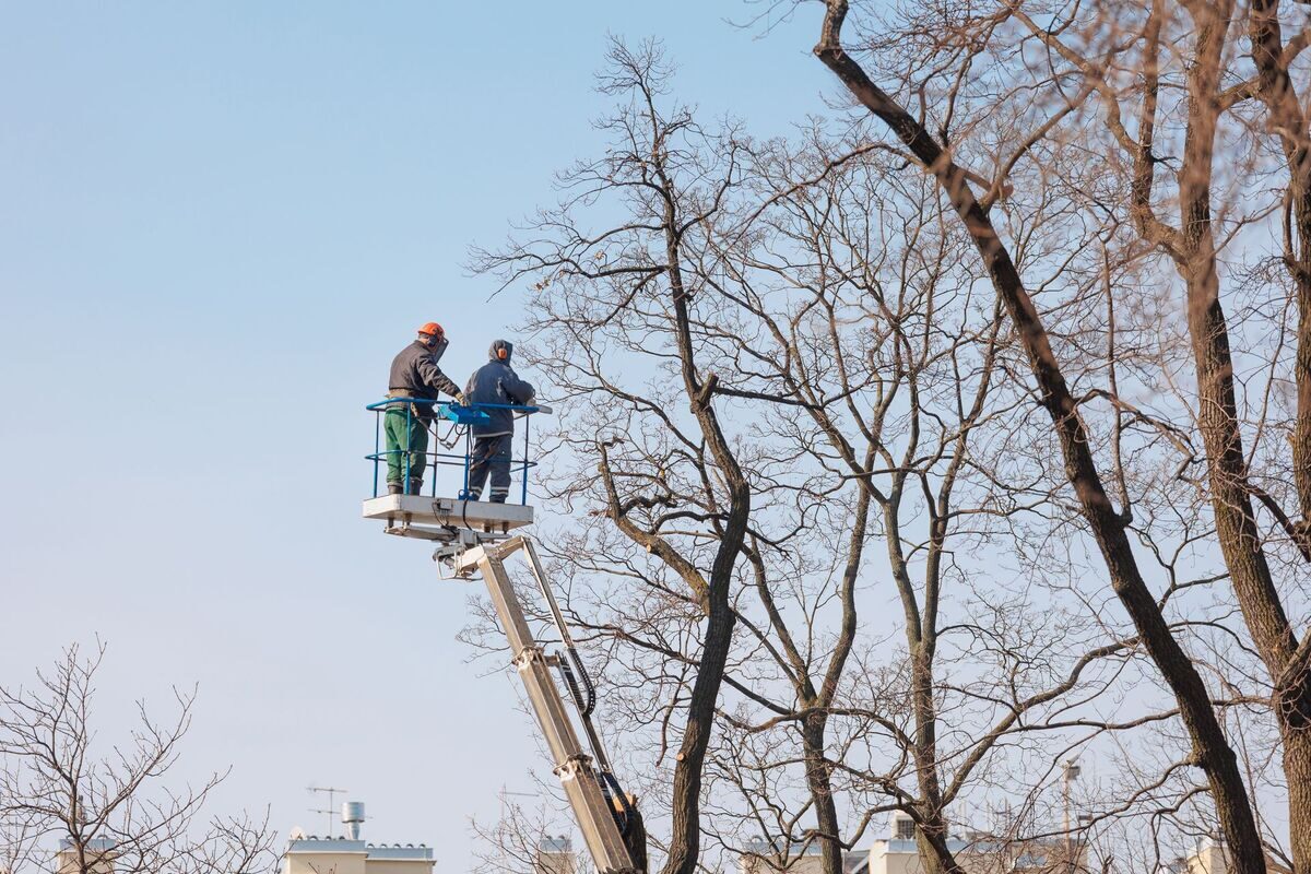Two crew members in uniform cutting tree branches in Dutchess County, NY